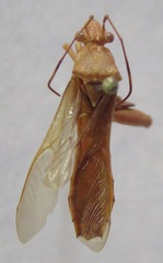 Alydidae