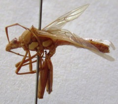 Alydidae
