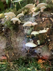 Pleurocybella porrigens