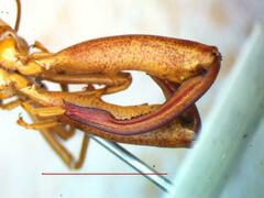 Alydidae