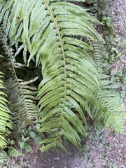 Polystichum munitum
