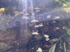 Pleurocybella porrigens