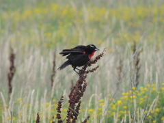 Leistes superciliaris