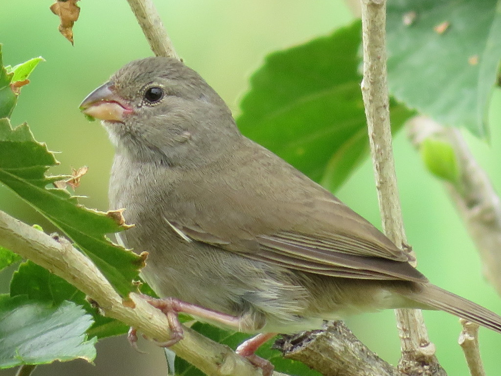 Dull-Colored Grassquit