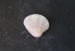 Anomalocardia flexuosa