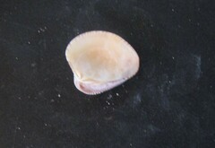 Anomalocardia flexuosa