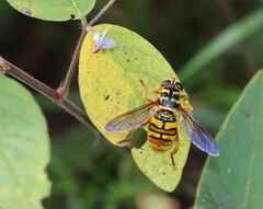 Milesia virginiensis