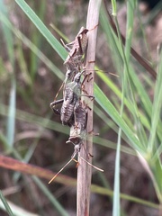 Leptoglossus phyllopus
