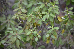 Rhododendron columbianum