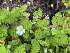 Chamaebatia foliolosa