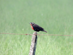 Leistes superciliaris