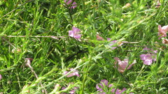 Agalinis heterophylla