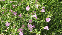 Agalinis heterophylla