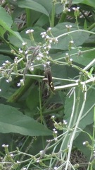Chioides albofasciatus
