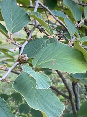 Hamamelis
