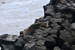 Arctocephalus galapagoensis