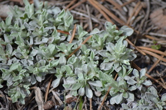 Antennaria parvifolia