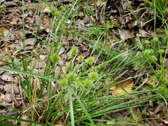 Cyperus croceus