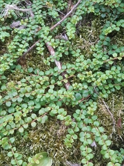 Gaultheria hispidula