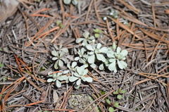 Antennaria parvifolia
