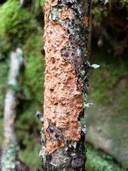 Steccherinum ochraceum