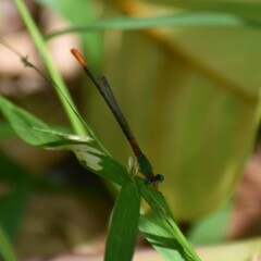 Ceriagrion cerinorubellum