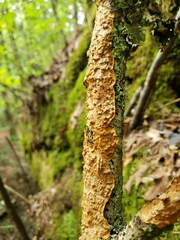 Steccherinum ochraceum