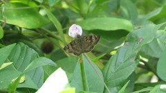 Erynnis horatius