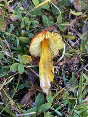 Hygrocybe conica
