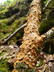 Steccherinum ochraceum