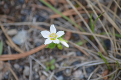 Claytonia lanceolata
