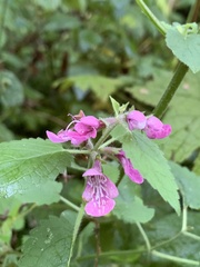 Stachys chamissonis cooleyae