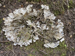Peltigera leucophlebia
