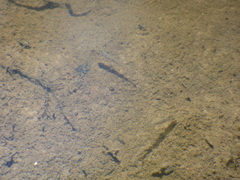 Notropis atherinoides