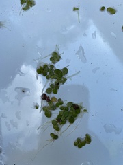Spirodela polyrhiza