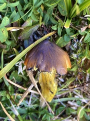 Hygrocybe conica