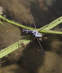 Neogerris hesione