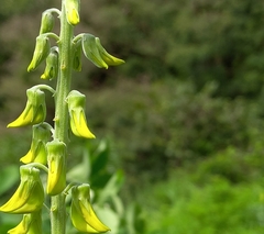 Crotalaria pallida