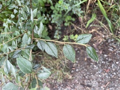 Cotoneaster franchetii