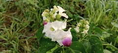 Amphilophium