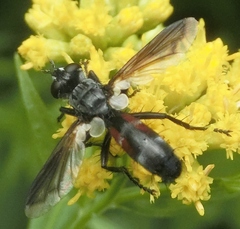 Cylindromyia