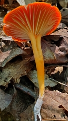 Hygrocybe cantharellus
