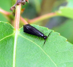 Mystacides sepulchralis