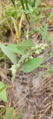Symphoricarpos occidentalis