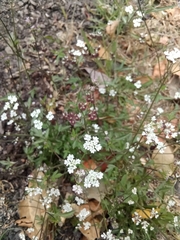Torilis arvensis