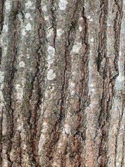 Quercus rubra