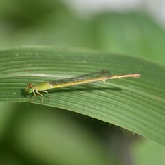 Ceriagrion coromandelianum