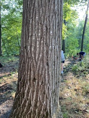 Quercus rubra
