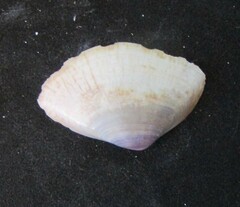 Iphigenia brasiliensis