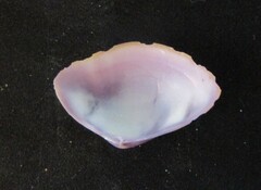 Iphigenia brasiliensis